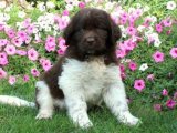 Eğlenceye Hazır Minik Yoldaşınız: Newfoundland Yavru Köpekler!