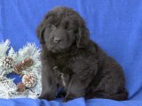 Sevgi Dolu Gözler, Kocaman Patiler: Newfoundland Yavru Köpeklerimiz!