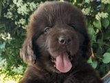 Eğlenceye ve Maceraya Hazır: Newfoundland Yavrularımızla Tanışın!