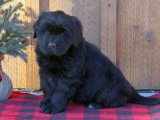Kocaman Bir Sevgi Paketi: Newfoundland Yavru Köpeklerimizle Tanışın!