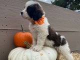 Büyük Sevgi Dozu: Saint Bernard Yavruları, Yeni Evini Arıyor!