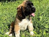 Büyük Sevgi Paketi: Saint Bernard Yavruları, Yeni Evini Bekliyor!