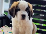 Minik Devler, Büyük Arzular: Saint Bernard Yavruları Sahiplenilmeyi Bekliyor!