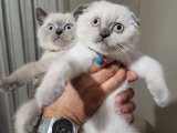 Prenses yeni yuvasına hazır! Scottish Fold Zarafeti sizlerle..