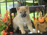 Shiba Inu Hikayesi: Yavrumuzla Yeni Bir Başlangıç Yapın!