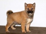 Kalp Çalan Shiba Inu Melodisi: Yavrumuzun Şarkısı Sizi Bekliyor!