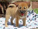 Sevgi Paketi Arıyor: Shiba Inu Yavrumuz Yeni Bir Yuvaya İhtiyaç Duyuyor!