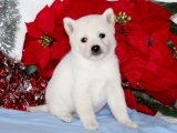 Shiba Inu İncisi: Yavrumuzla Tanışın, Kalbinizi Fethedin!