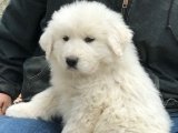 Hayalinizdeki Köpek Şimdi Daha Yakınınızda – Tibet Mastifi Yavrusu!