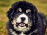 Minik Devin Büyük Hikayesi: Tibet Mastifi Yavrusuyla Tanışın ve Aşık Olun!