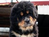 Köpek Sevgisinin Zirvesi: Tibet Mastifi Yavrularıyla Buluşun!