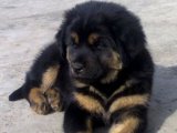 Hayalinizdeki Dost: Tibet Mastifi Yavrusuyla Tanışın!