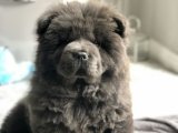 Mastif Marşı: Tibet Mastifi Yavrusuyla Kalbinizdeki Melodi!