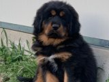 Sevgi Dolu Patiler: Tibet Mastifi Yavrusuyla Kalbinizi Fethedin!