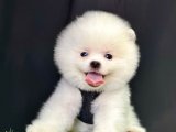 Safkan Pomeranian Boo Yavrularımız