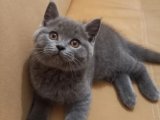 Hayalinizdeki Kediyle Tanışın: British Shorthair Yavru Kediler Yuvaya Hazır!