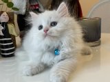 Bembeyaz British Longhair Yavrumuz