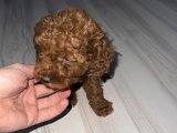 2 aylık Poodle yavruları koyu renkli