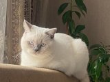 British Shorthair Oğluşuma gelin adayları aranıyor
