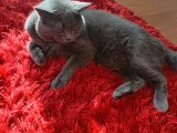 British Shorthair kedimize dişi eş arıyoruz