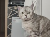 British shorthair kızıma eş arıyorum