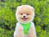 Safkan Pomeranian Boo Yavrularımız