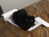 Scottish fold kızıma tecrübeli eş arıyorum. 