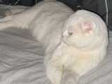 Dişi Scottish Fold Kedime Eş arıyorum