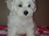 A KALITE 0 BOY MALTESE YAVRULAR
