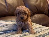 IRK VE SAGLIK GARANTILI POODLE BEBEKLER