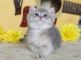 Minik Bir Mucize Arıyor: British Shorthair Yavrumuz Sahiplenmeye Hazır!