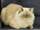 British Longhair Prensimiz prensesini bekliyor.