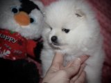 Safkan Pomeranian bebekler