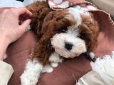 Kalbinizi Çalacak Maltipoo Yavrumuz