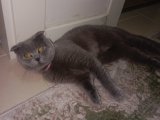 Scottish fold erkek kedime eş arıyorum