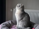 Scottish fold kızıma eş arıyoruz