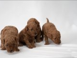 RED TOY ÖMUR BOYU GARANTILI POODLE BEBEKLER