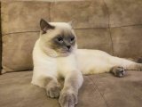 British Shorthair Blue Point oğluma eş arıyorum