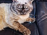 2 yaşındaki Scottish fold oğluma eş arıyorum