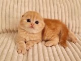 Scottish Fold rüyası devam ediyor