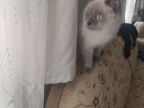 Yeni yuva arıyoruz
