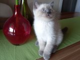 Evimizin Yeni Melekleri: British Shorthair Yavruları Uygun Fiyatla!