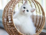 Patili Dost Arayanlara Müjde: British Shorthair Yavrusu Sizi Bekliyor!
