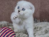 Evinize neşe getirecek uygun fiyata Scottish Fold Yavrusu
