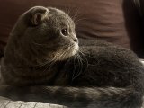 Scottish Fold oğluma eş arıyorum