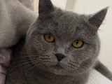 British Shorthair kızımıza damat adayı aranıyor