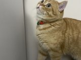 British Shorthair Oğluma Eş Arıyorum
