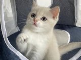Minik Patiler, Büyük Mutluluk: British Shorthair Yavrumuz Satışta!