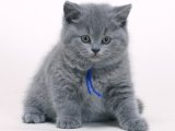 British Shorthair Yavruları Hemen Sahiplenilmek İçin Bekliyor