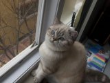 1 yaşında British shorthair kizimiza Acil kendi cinsinden es ariyoruz